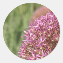 Pink allium flower 1 round stickers