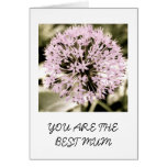 Pink Allium Flower Best Mum Card