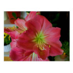 pink amaryllis postcards