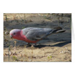 Pink And Grey Galah cards