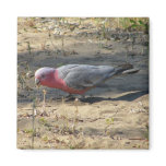 Pink And Grey Galah magnets