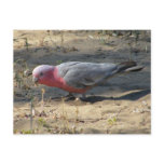 Pink And Grey Galah postcards