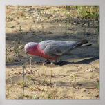 Pink And Grey Galah posters