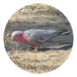 Pink And Grey Galah stickers