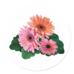 Pink and Orange Gerbera Daisies Sticker