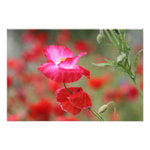 Pink and Red Poppies Photo