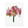 Pink and White Amaryllis Post Cards