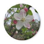 Pink and White Apple Blossoms magnets