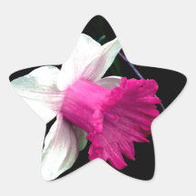 Pink and White Daffodil Sticker