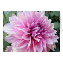 Pink and White Dahlia Card
