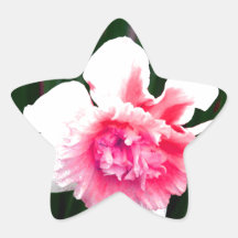 Pink and White Double Daffodil Sticker