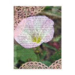 Pink and White Field BindWeed postcards