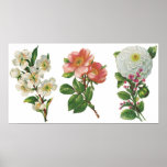 Pink and White Flowers Poster
