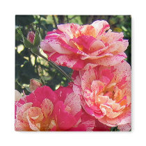 Pink and White Striped Roses Magnet
