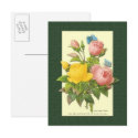 Pink and Yellow Botanical Roses Blank Postcard