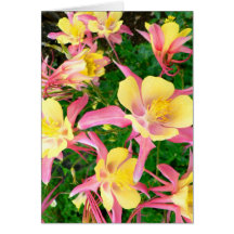 Pink and Yellow Columbines Greeting Cards
