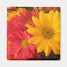 Pink and Yellow Daisies Magnets