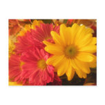 Pink and Yellow Daisies