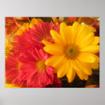 Pink and Yellow Daisies