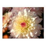 Pink and Yellow Mums Post Card