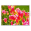 Pink and Yellow Tulips cards