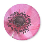 Pink Anemone