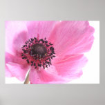 Pink Anemone Print