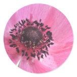 Pink Anemone