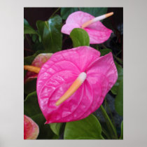Pink Anthuriums Posters