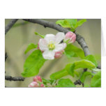 Pink Apple Blossom Greeting Cards