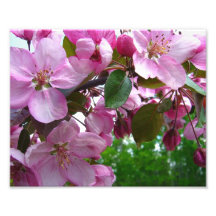 Pink Apple Blossoms Photo
