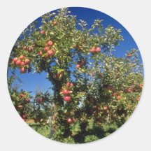 Pink Apple orchard flowers Round Sticker