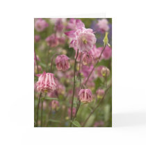 Pink aquilegia ...  card