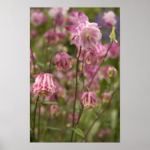 Pink aquilegia ... poster posters