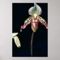 Pink Argus (Paphiopedilum) flowers Poster