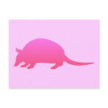 Pink Armadillo Postcard