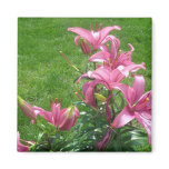 Pink Asiatic Lilies Magnet