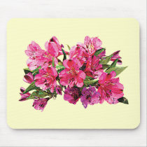 Pink Asiatic Lilies