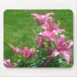 Pink Asiatic Lilies Mousepad