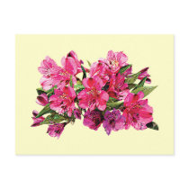 Pink Asiatic Lilies
