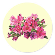 Pink Asiatic Lilies