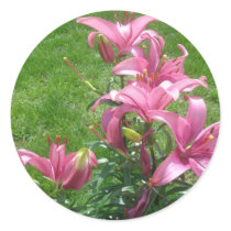 Pink Asiatic Lilies Stickers