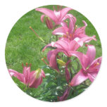 Pink Asiatic Lilies Stickers