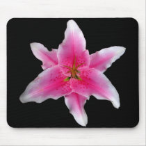 Pink Asiatic Lily