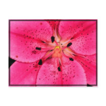 Pink Asiatic Lily Postcards