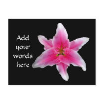 Pink Asiatic Lily