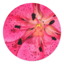 Pink Asiatic Lily Stickers