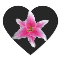 Pink Asiatic Lily
