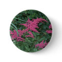 Pink Astilbe in Old Orchard Beach, Maine buttons