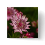 Pink Astrantia buttons